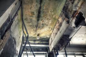 Best Black Mold Removal  in Troy, MO